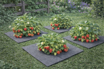 Filcowa mata przeciwchwastowa kwadratowa 40x40 cm 4mm szara, do ściółkowania roslin, drzewek, drzew, szkółkarstwa - 6