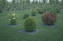 Filcowa mata przeciwchwastowa kwadratowa 40x40 cm 4mm szara, do ściółkowania roslin, drzewek, drzew, szkółkarstwa - 5