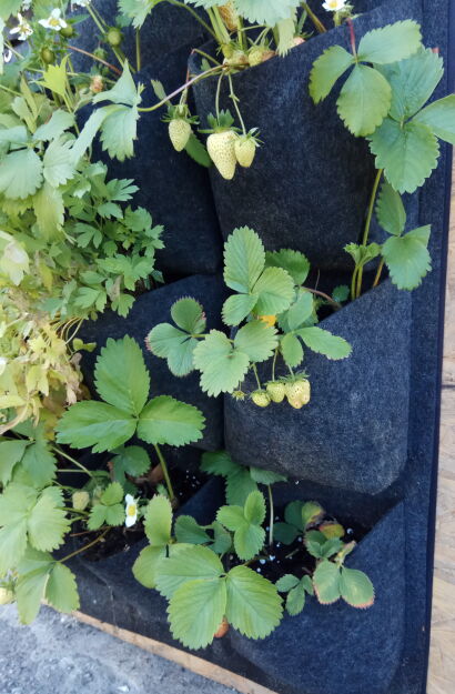 Mata wertykalna filcowa 60x80 cm