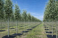 Filcowa mata przeciwchwastowa kwadratowa 90x90 cm 4mm grafit, do ściółkowania roslin, drzewek, drzew, szkółkarstwa - 5