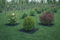 Filcowa mata przeciwchwastowa kwadratowa 90x90 cm 4mm grafit, do ściółkowania roslin, drzewek, drzew, szkółkarstwa - 6