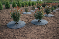 Krążek filcowy zabezpieczający przed chwastami ściółkowanie szary fi 40 cm - 3