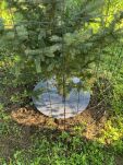 Krążek filcowy podkładka, mata, dysk antychwastowy 50 cm szary – do ściółkowania roślin, drzewek, drzew - 9