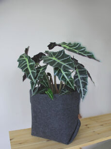 Osłonka na doniczkę Simple XL - 25 cm