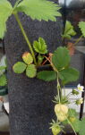 Rękaw Wertykalny 70 cm - 3