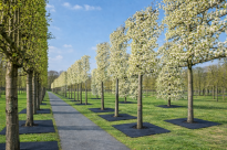 Filcowa mata przeciwchwastowa kwadratowa 80x80 cm 4mm grafit, do ściółkowania roslin, drzewek, drzew, szkółkarstwa - 12