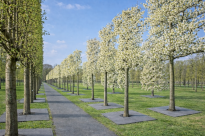 Filcowa mata przeciwchwastowa kwadratowa 70x70 cm 4mm szara, do ściółkowania roslin, drzewek, drzew, szkółkarstwa - 15