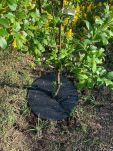 Krążek filcowy zabezpieczający przed chwastami ściółkowanie grafit fi 40 cm - 7