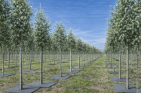 Filcowa mata przeciwchwastowa kwadratowa 60x60 cm 4mm szara, do ściółkowania roslin, drzewek, drzew, szkółkarstwa - 11