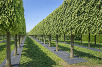 Filcowa mata przeciwchwastowa kwadratowa 60x60 cm 4mm szara, do ściółkowania roslin, drzewek, drzew, szkółkarstwa - 12