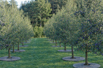 Krążek filcowy podkładka, mata, dysk antychwastowy Φ60 cm szary – do ściółkowania roślin, drzewek, drzew - 4