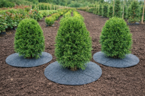 Krążek filcowy podkładka, mata, dysk antychwastowy Φ60 cm szary – do ściółkowania roślin, drzewek, drzew - 7